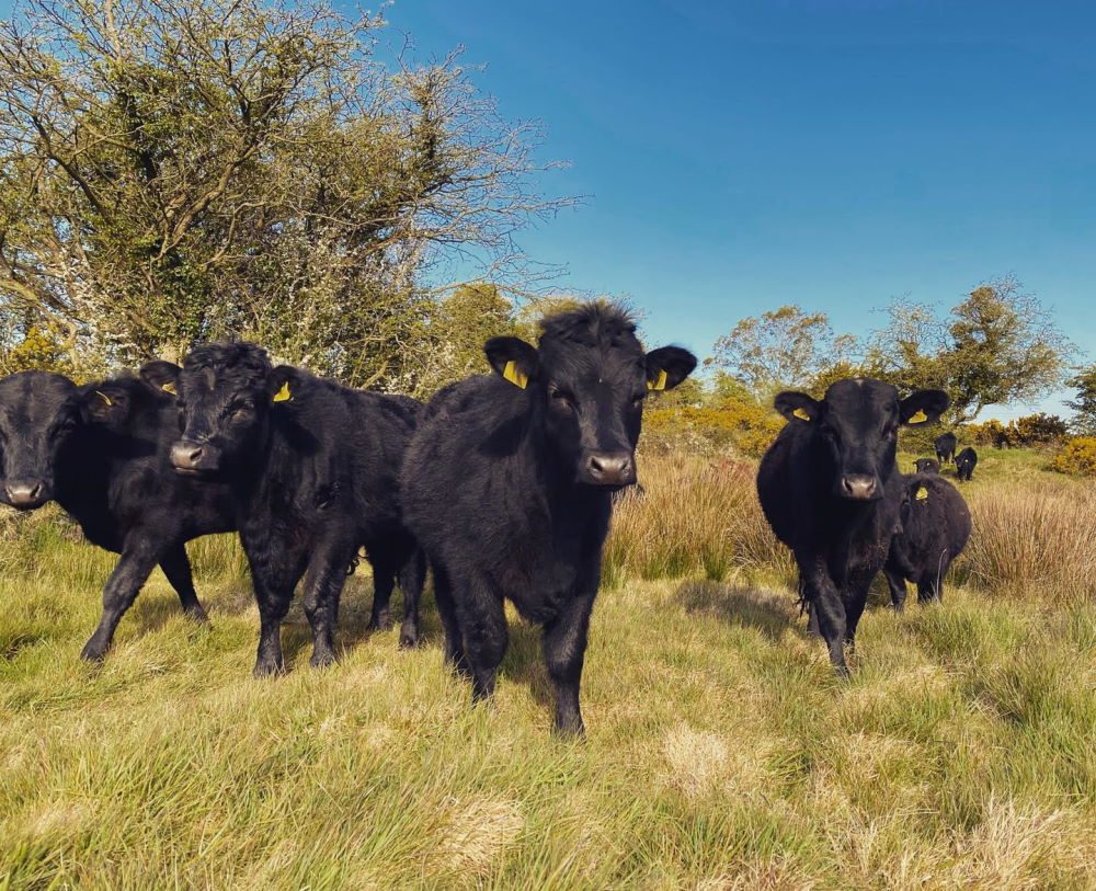 Nature-Friendly Farming in Action with Ballyboley Dexters