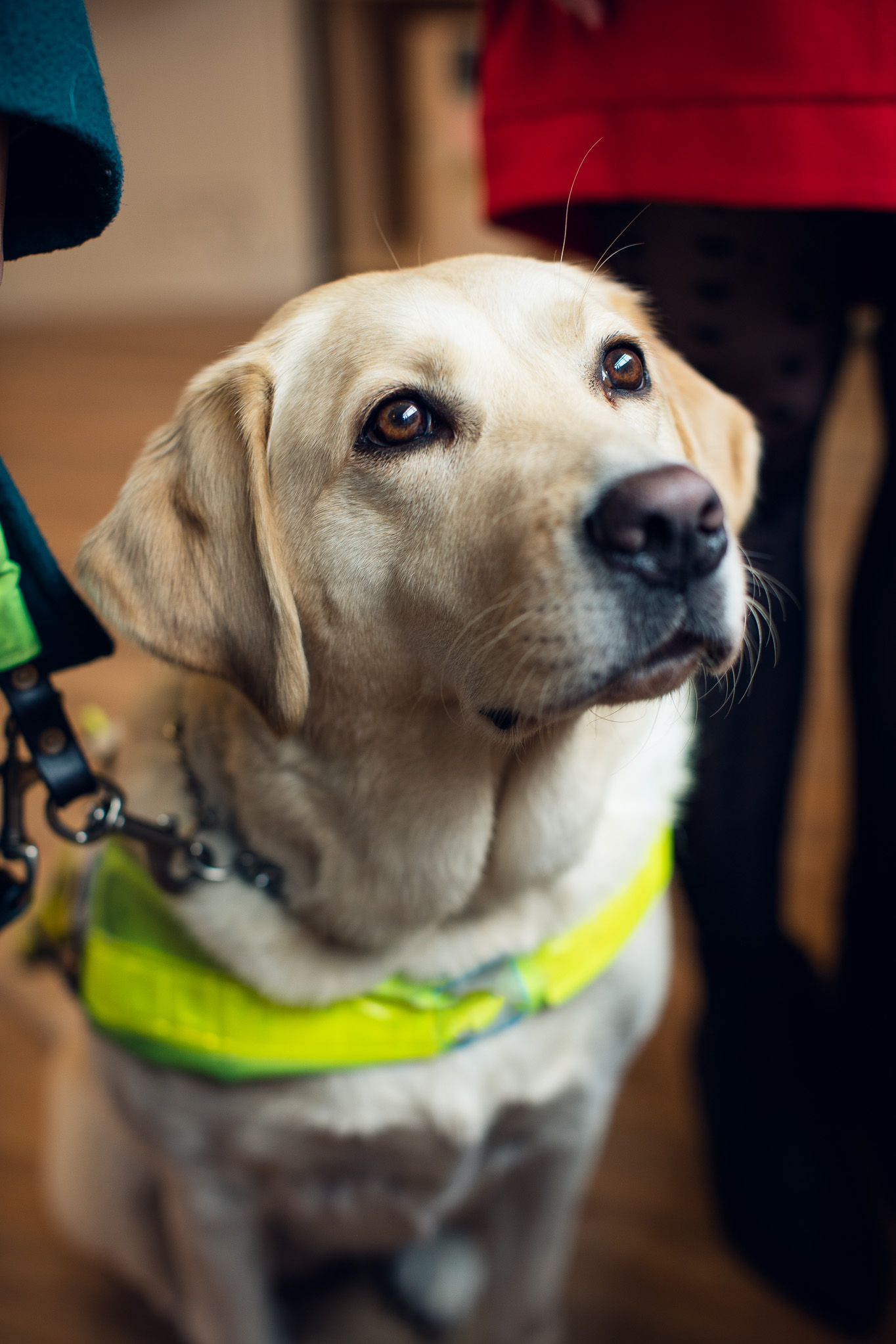 Discover: Dogs | Nature & Nurture – What it Takes to Make a Guide Dog