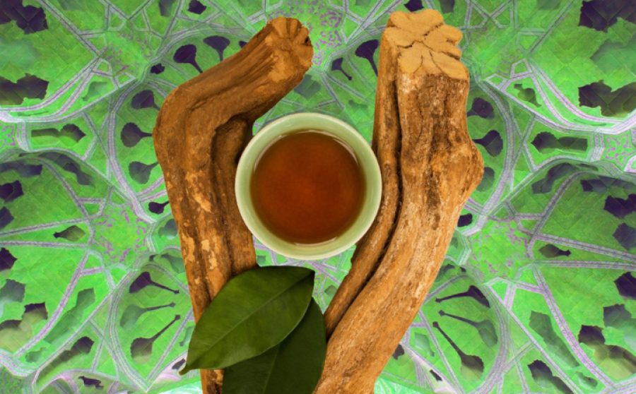 The Science of DMT & Ayahuasca