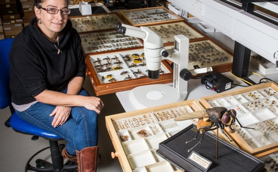 Erica McAlister - The Fascination of Flies