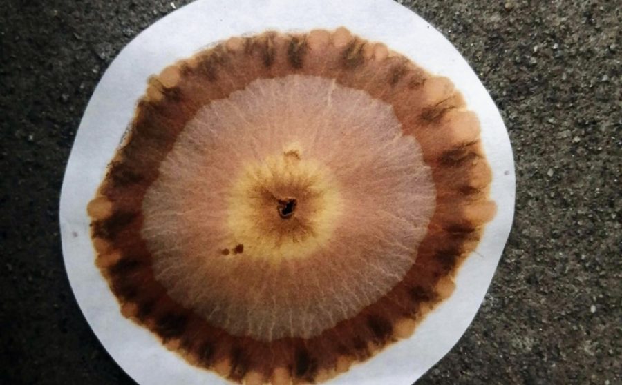 Soil - A Time Capsule