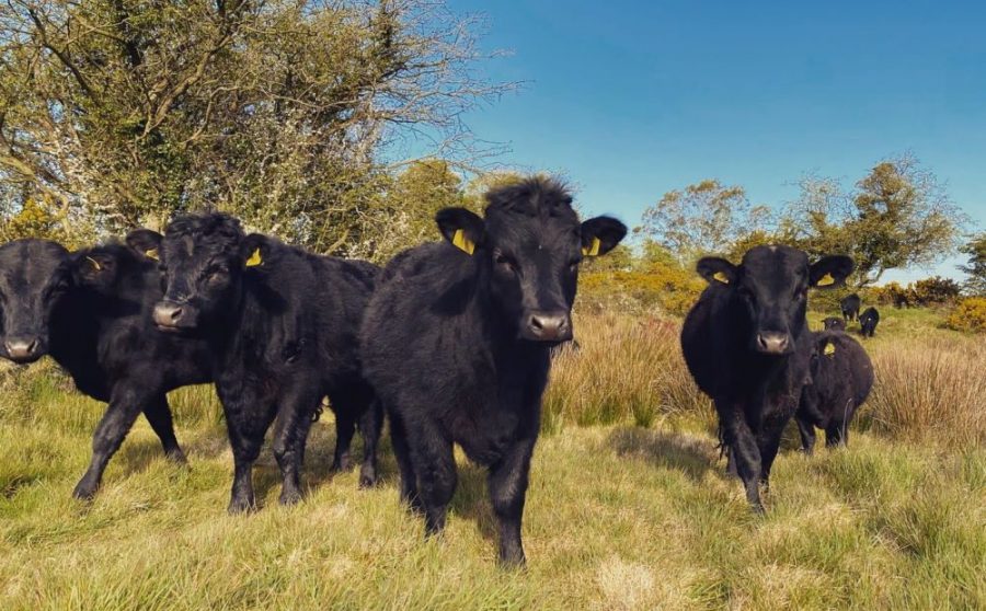Nature-Friendly Farming in Action with Ballyboley Dexters