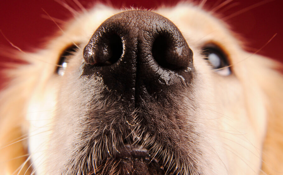 Discover: Dogs | Can Dogs Predict Epileptic Seizures?