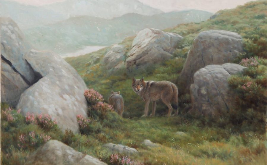 From Grey Wolves to Grey Squirrels