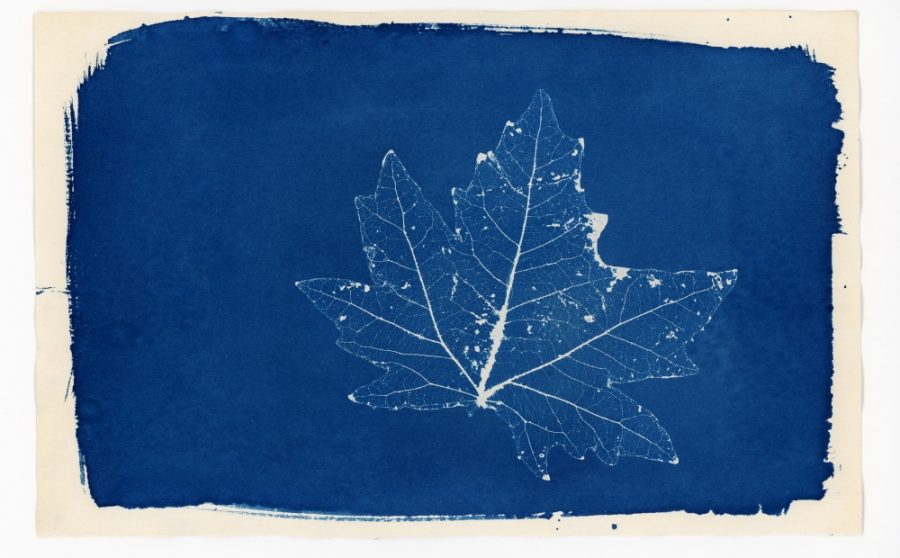 Cyanotype Family Workshop