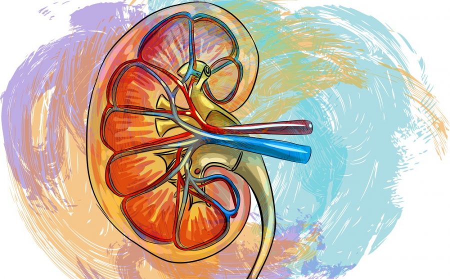 STEAMing Kidneys - Where Science and Art Collide