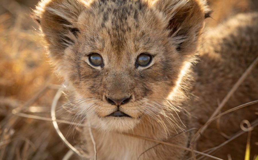 Why Zoo Breeding Programmes Are Important?