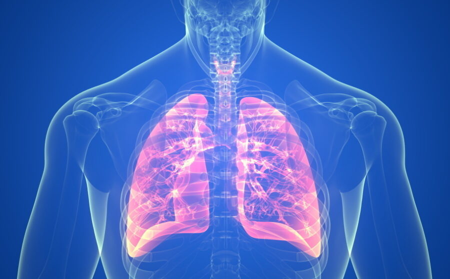 An Anatomical Workshop on Respiration and Deglutition