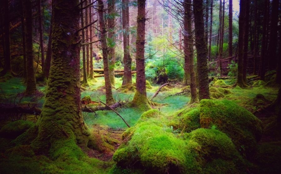 Eoghan Daltun - An Irish Atlantic Rainforest