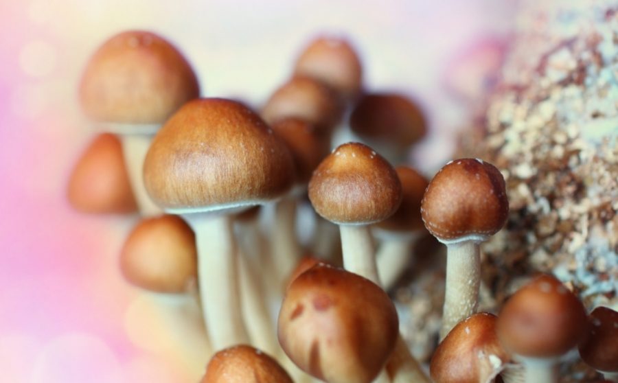 The Science of Magic Mushrooms