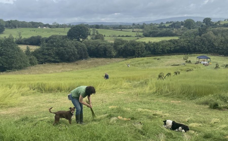 Nature-friendly Linen Production at Mallon Farm