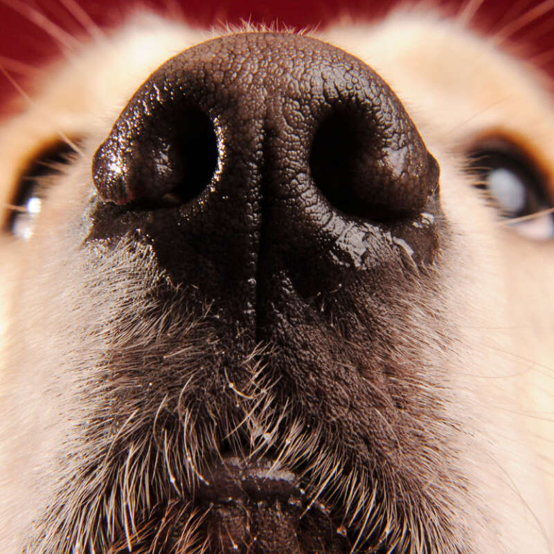 Discover: Dogs | Can Dogs Predict Epileptic Seizures?