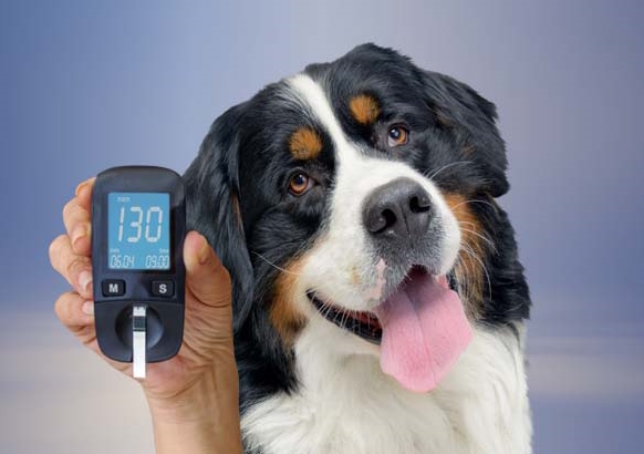 Discover: Dogs | Diabetes in Doggos – A Horizon of New Targeted Treatment