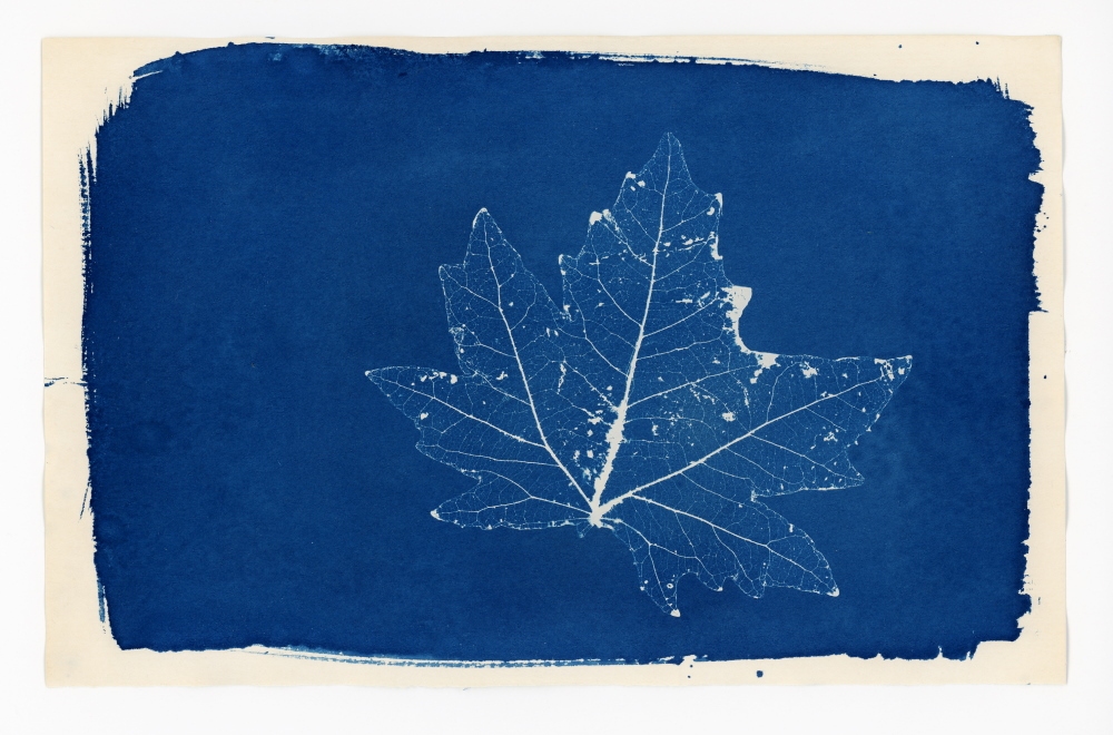 Cyanotype Family Workshop