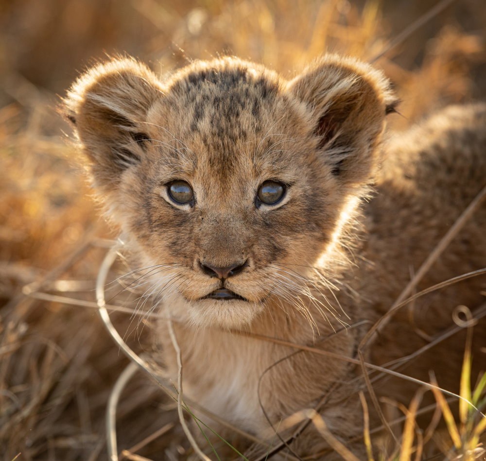 Why Zoo Breeding Programmes Are Important?