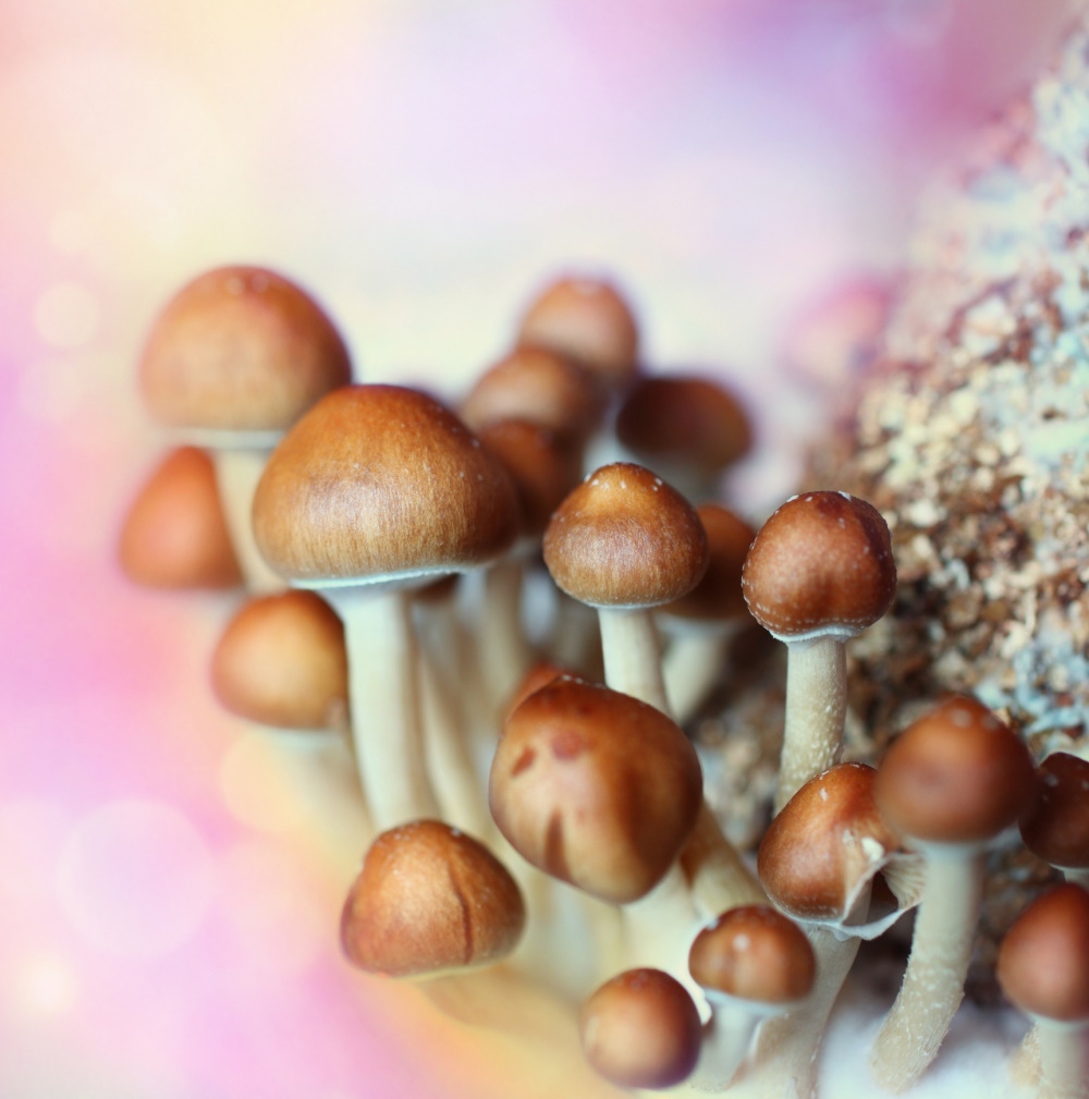 The Science of Magic Mushrooms