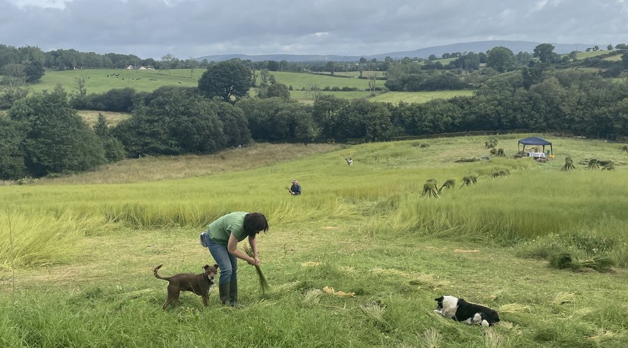 Nature-friendly Linen Production at Mallon Farm