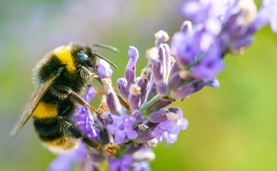 Power Plants presents Wildflower Wonders: Learn, Plant and Create!