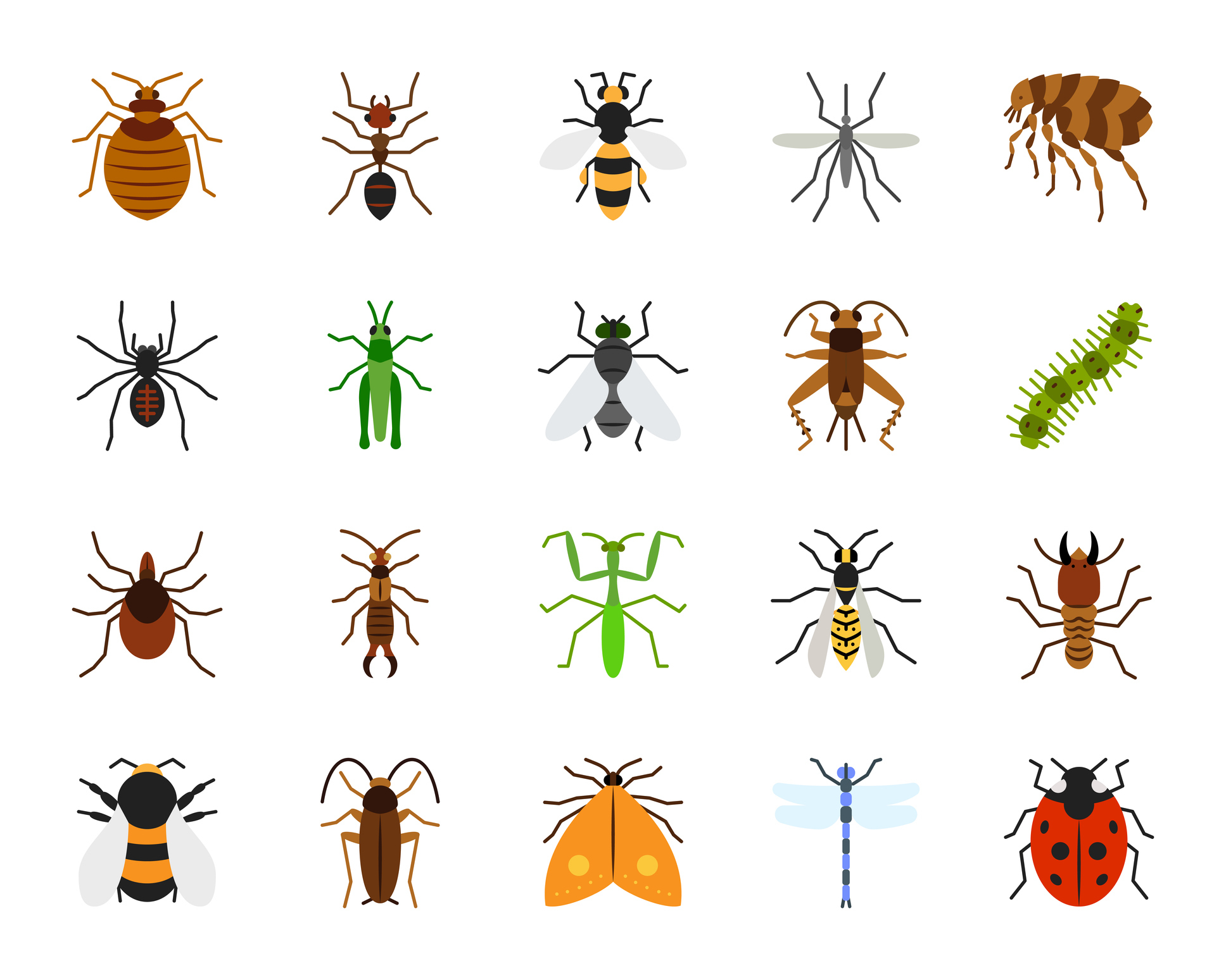 Minibeasts - Zoo Lab