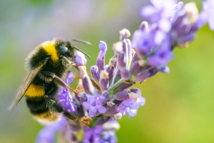 Power Plants presents Wildflower Wonders: Learn, Plant and Create!