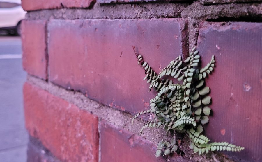 Biodiverse City - how can Belfast live up to COP15 ambitions?