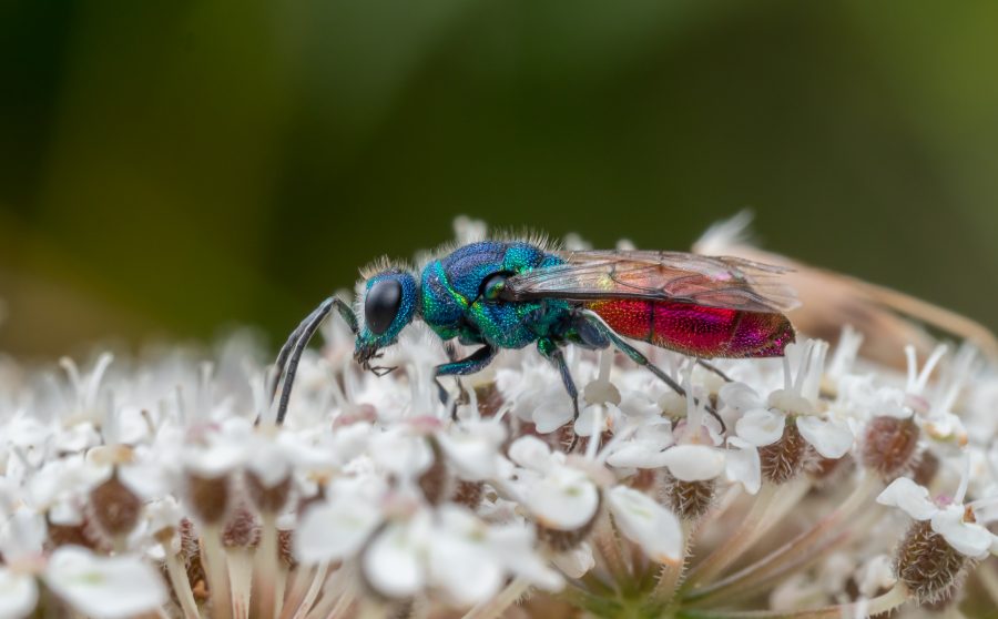 Our Invertebrate Biodiversity