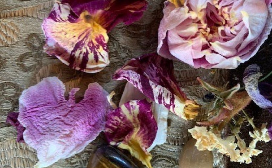 Putting Down Roots: Making Nature at Home